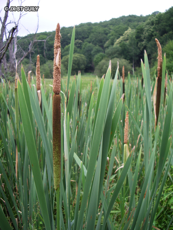 Typhaceae - Typha angustifolia - Massette-Quenouille, Masse d’eau