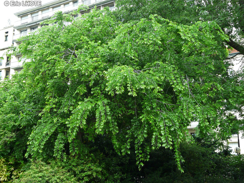 Ulmaceae - Celtis occidentalis - Micocoulier de Virginie