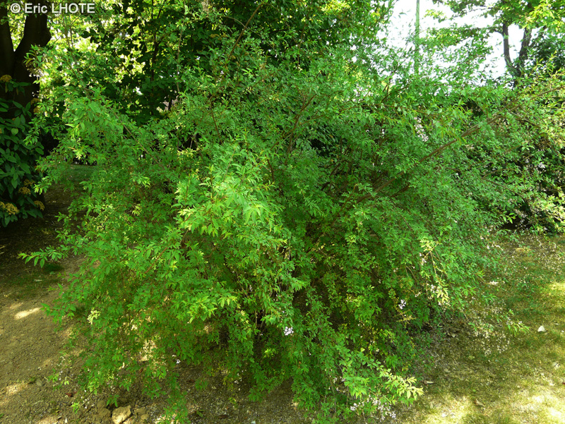 Ulmaceae - Zelkova carpinifolia - Orme de Sibérie