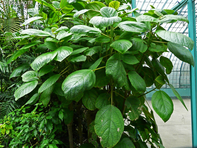 Urticaceae - Myriocarpa cordifolia - Bois d’leau, Griseb