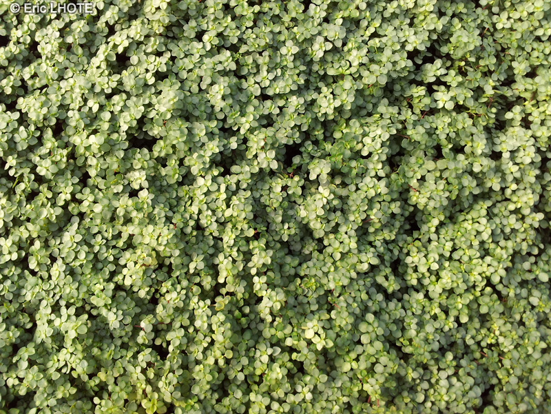 Urticaceae - Pilea libanensis - Pilea
