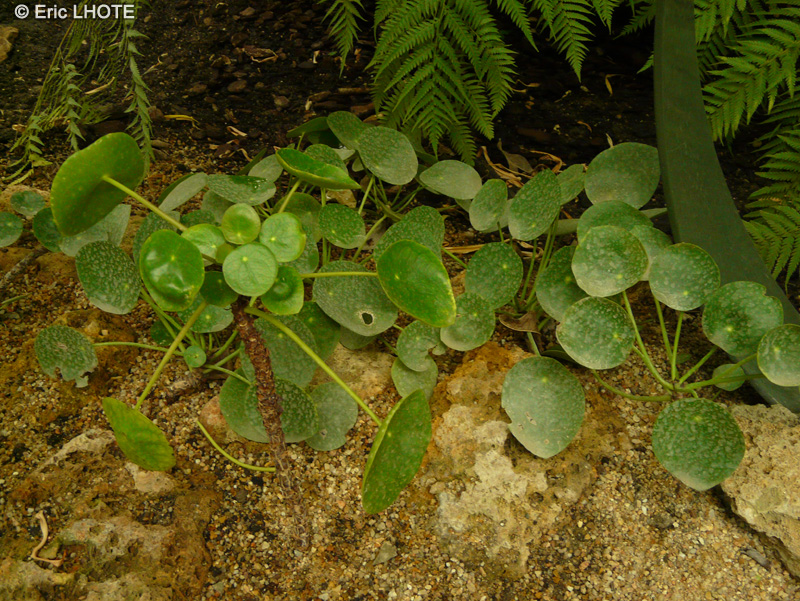 Urticaceae - Pilea peperomioides - Pilea