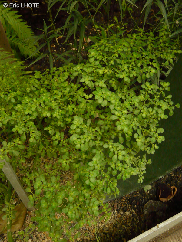 Urticaceae - Pilea trianthemoides - Artillery plant