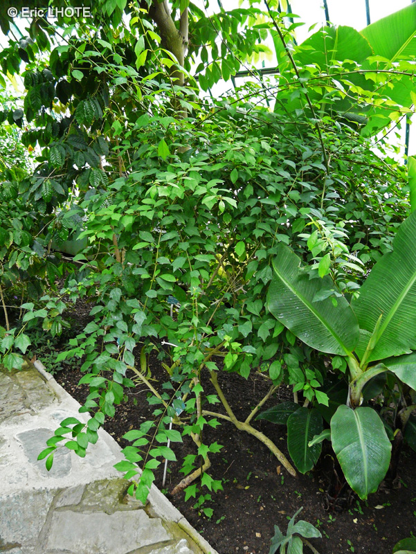 Verbenaceae - Gmelina philippensis - Sousou