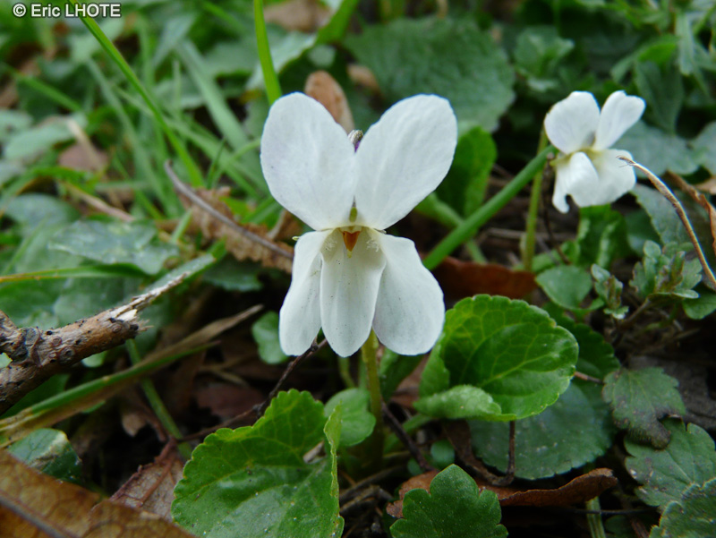 Violaceae - Viola alba - Violette blanche