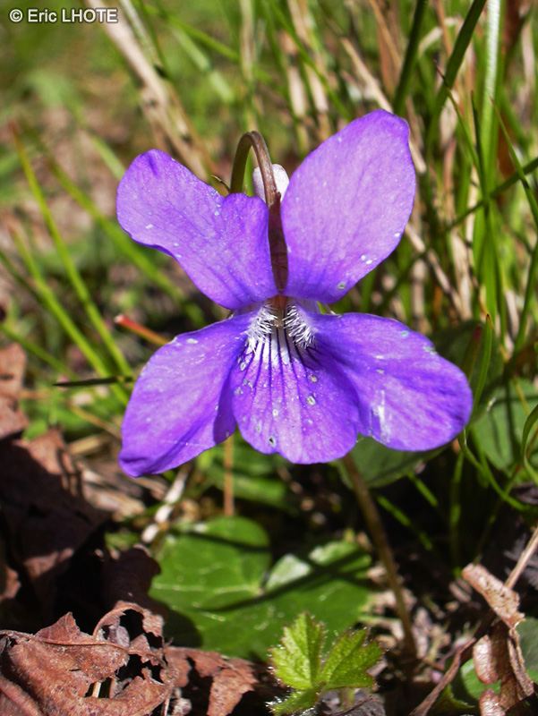 Violaceae - Viola sylvestris - Violette des bois, Violette sylvestre