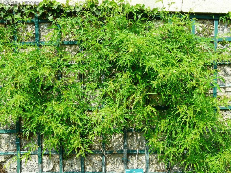Vitaceae - Ampelopsis aconitifolia - Vigne vierge