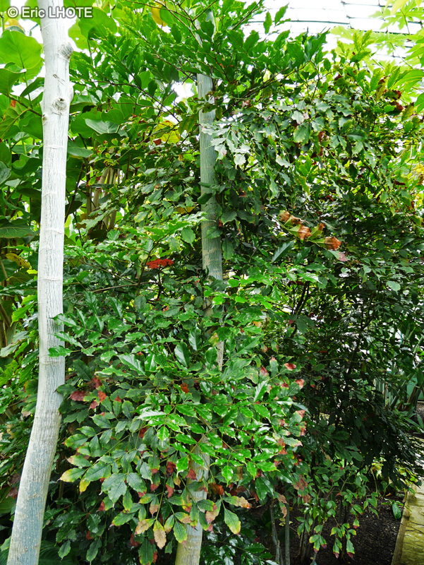 Vitaceae - Leea guineensis - Bois de sureau, Bois de sureau blanc, Bois de source