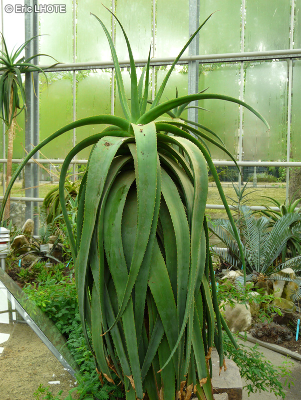 Xanthorrhoeaceae - Aloe alooides - Aloès