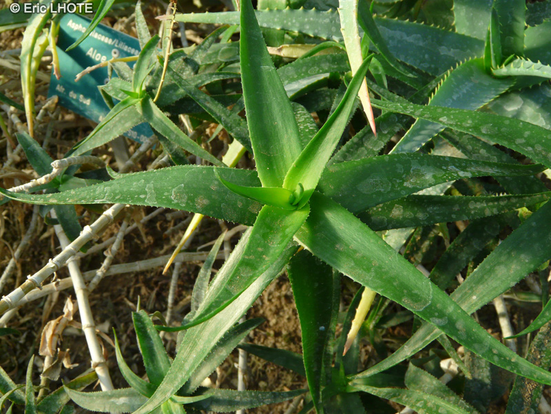Xanthorrhoeaceae - Aloe ciliaris - Aloès
