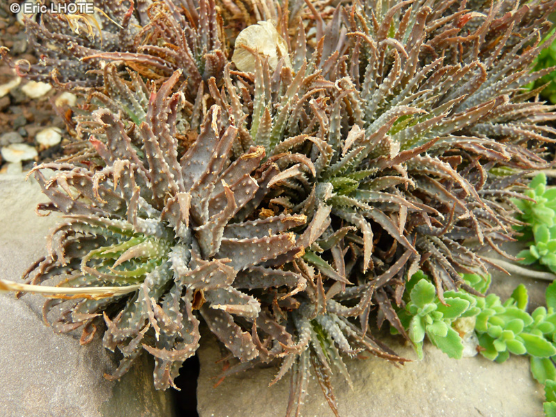 Xanthorrhoeaceae - Aloe humilis - Aloès