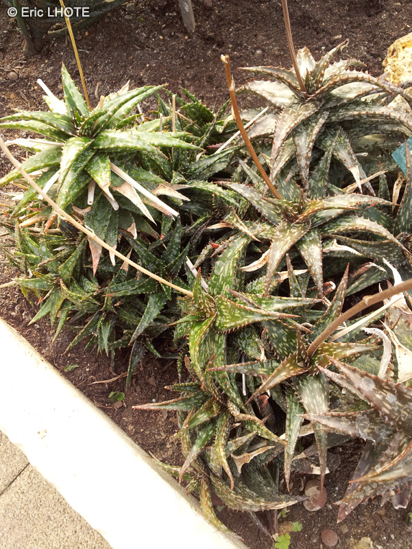 Xanthorrhoeaceae - Aloe jucunda - Aloès