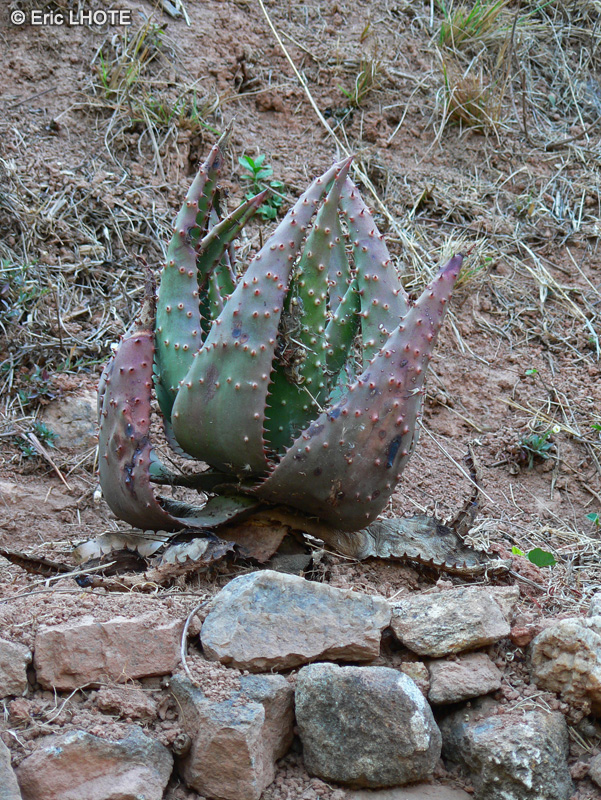 Xanthorrhoeaceae - Aloe marlothii - Aloès, Lis du désert