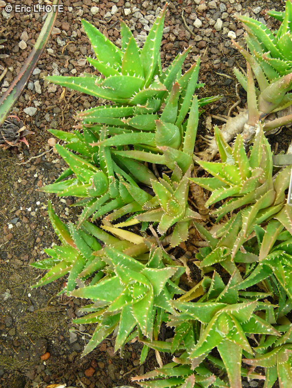 Xanthorrhoeaceae - Aloe mitriformis - Aloès mitriformis