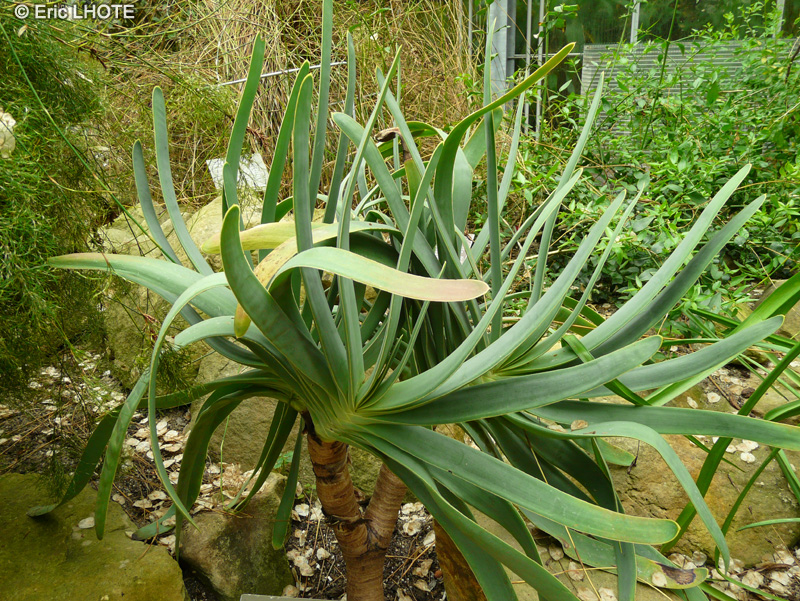 Xanthorrhoeaceae - Aloe plicatilis - Aloès plissé