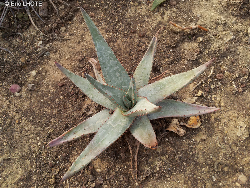 Xanthorrhoeaceae - Aloe reitzii - Aloès