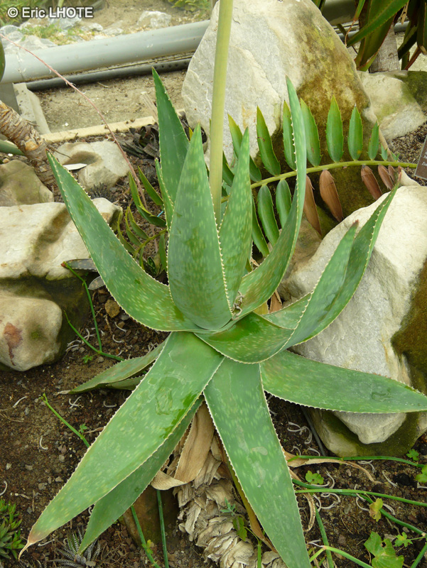 Xanthorrhoeaceae - Aloe reynoldsii - Aloès