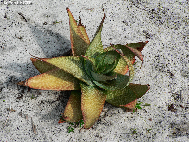 Xanthorrhoeaceae - Aloe saponaria - Aloès zebré, Lis du désert zebré