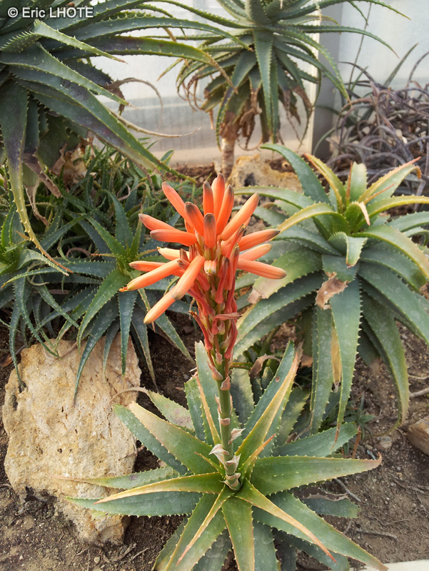 Xanthorrhoeaceae - Aloe spinosissima - Aloès