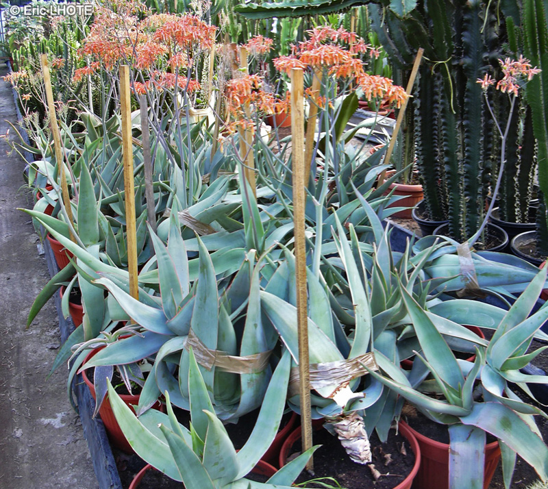 Xanthorrhoeaceae - Aloe striata - Aloes strié, Lis du désert strié, Coral Aloe