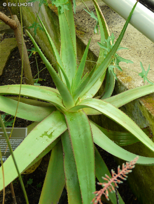 Xanthorrhoeaceae - Aloe vacillans - Aloès