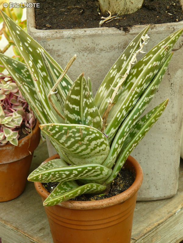 Xanthorrhoeaceae - Aloe variegata - Aloès panaché, Bec de perroquet, Gorge de perdrix