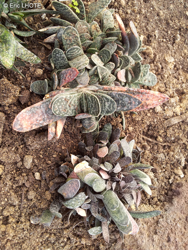 Xanthorrhoeaceae - Gasteria pillansii - Namaqua-beestong