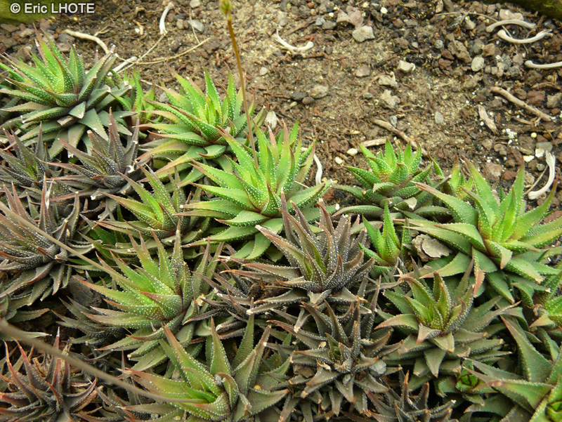 Xanthorrhoeaceae - Haworthia radula - Haworthia