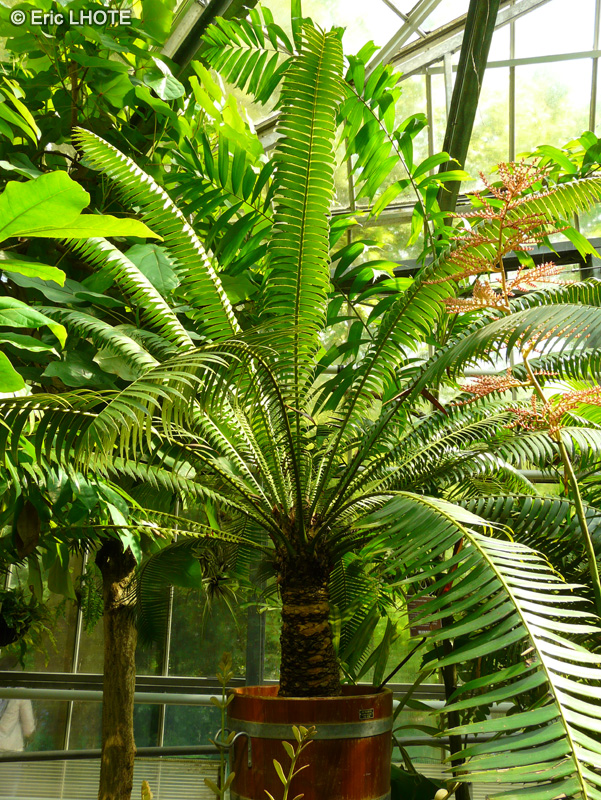 Zamiaceae - Dioon spinulosum - Dioon géant, Cycadale du Mexique
