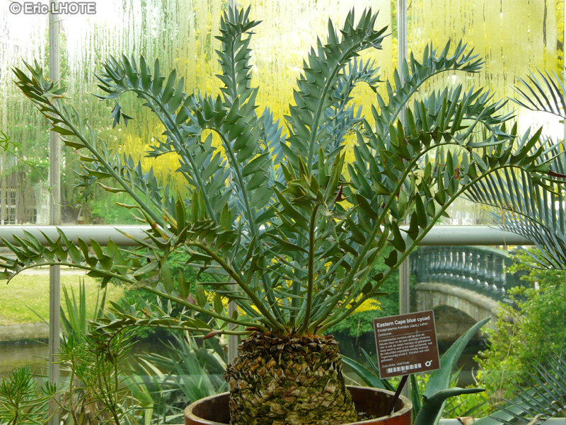Zamiaceae - Encephalartos horridus - Cycas