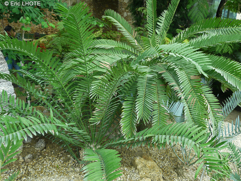 Zamiaceae - Encephalartos lehmannii - Encéphalartos