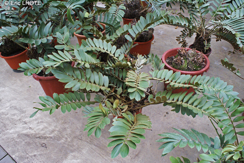 Zamiaceae - Zamia furfuracea - Zamia furfuracée, Palmier carton
