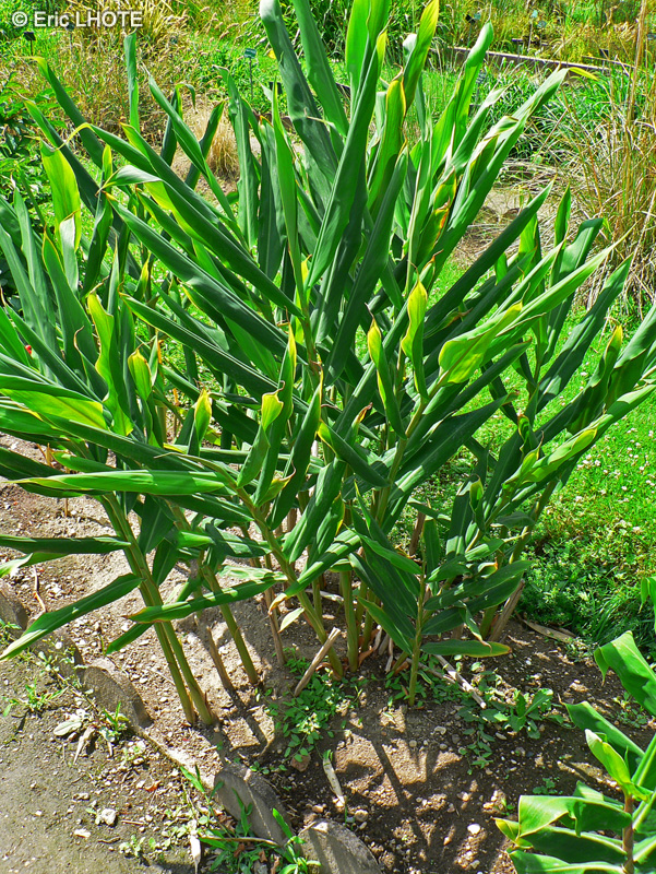 Zingiberaceae - Hedychium coccineum - Longose, Gingembre d’ornement