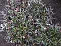 Acanthaceae-Hemigraphis-repanda-Hemigraphis.jpg