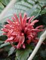 Acanthaceae-Jacobinia-magnifica-Justicia-carnea-Jacobine.jpg