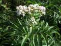 Adoxaceae-Sambucus-ebulus-Yeble-Hieble-Petit-sureau.jpg
