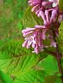 Adoxaceae-Viburnum-grandiflorum-Viorne-a-grande-fleur.jpg