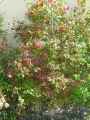 Adoxaceae-Viburnum-opulus-roseum-Boule-de-neige-Viorne-obier-Obier-Caillebot-20131123221532.jpg