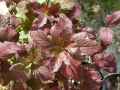 Viburnum opulus roseum