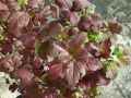 Viburnum opulus roseum