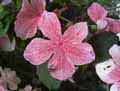 Viburnum plicatum Pink Beauty