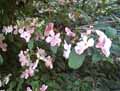 Adoxaceae-Viburnum-plicatum-Pink-Beauty-Viorne-a-plateaux.jpg