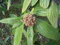 Adoxaceae-Viburnum-ritidophyllum-Viorne-a-feuilles-ridees.jpg