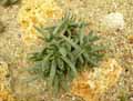 Aizoaceae-Hereroa-calycina-Hereroa.jpg