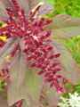 Amaranthus cruentus