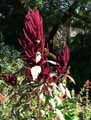 Amaranthaceae-Amaranthus-cruentus-Amaranthe-couleur-de-sang.jpg
