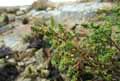 Amaranthaceae-Suaeda-vera-Soude-ligneuse-Soude-arbustive-Sueda-fruticuleux.jpg