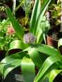 Amaryllidaceae-Allium-Beauregard-Ail-d-ornement-Beauregard-20131123234214.jpg