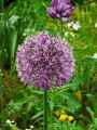 Amaryllidaceae-Allium-Globemaster-Ail-d-ornement-Globemaster-20131123234406.jpg