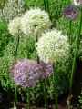 Amaryllidaceae-Allium-Mount-Everest-Ail-d-ornement-Mount-Everest-20131123234441.jpg